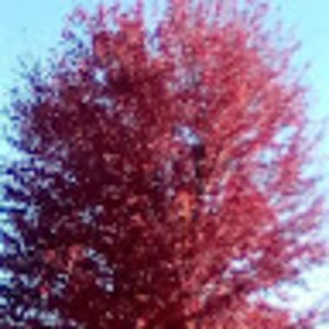 Meet your Posher, Davina